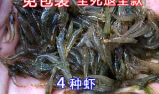 灰壳虾怎么繁殖 黑壳虾怎么繁殖